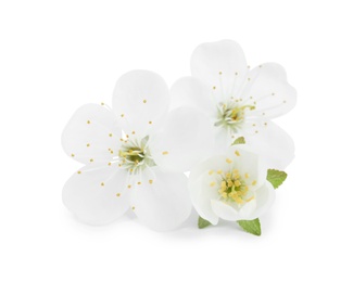 Photo of Beautiful flowers of blooming spring tree on white background