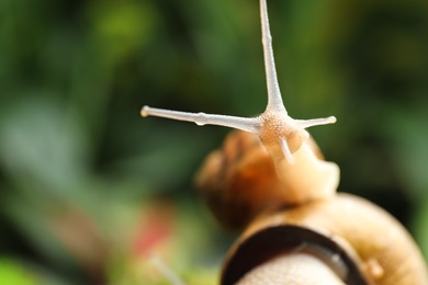 Common garden snails on blurred background, closeup