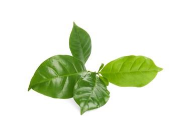 Photo of Branch of coffee plant isolated on white
