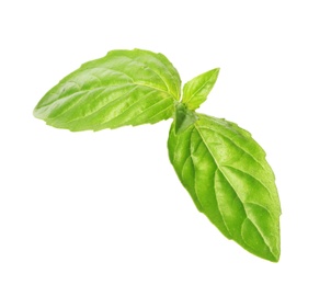 Fresh green basil leaves on white background