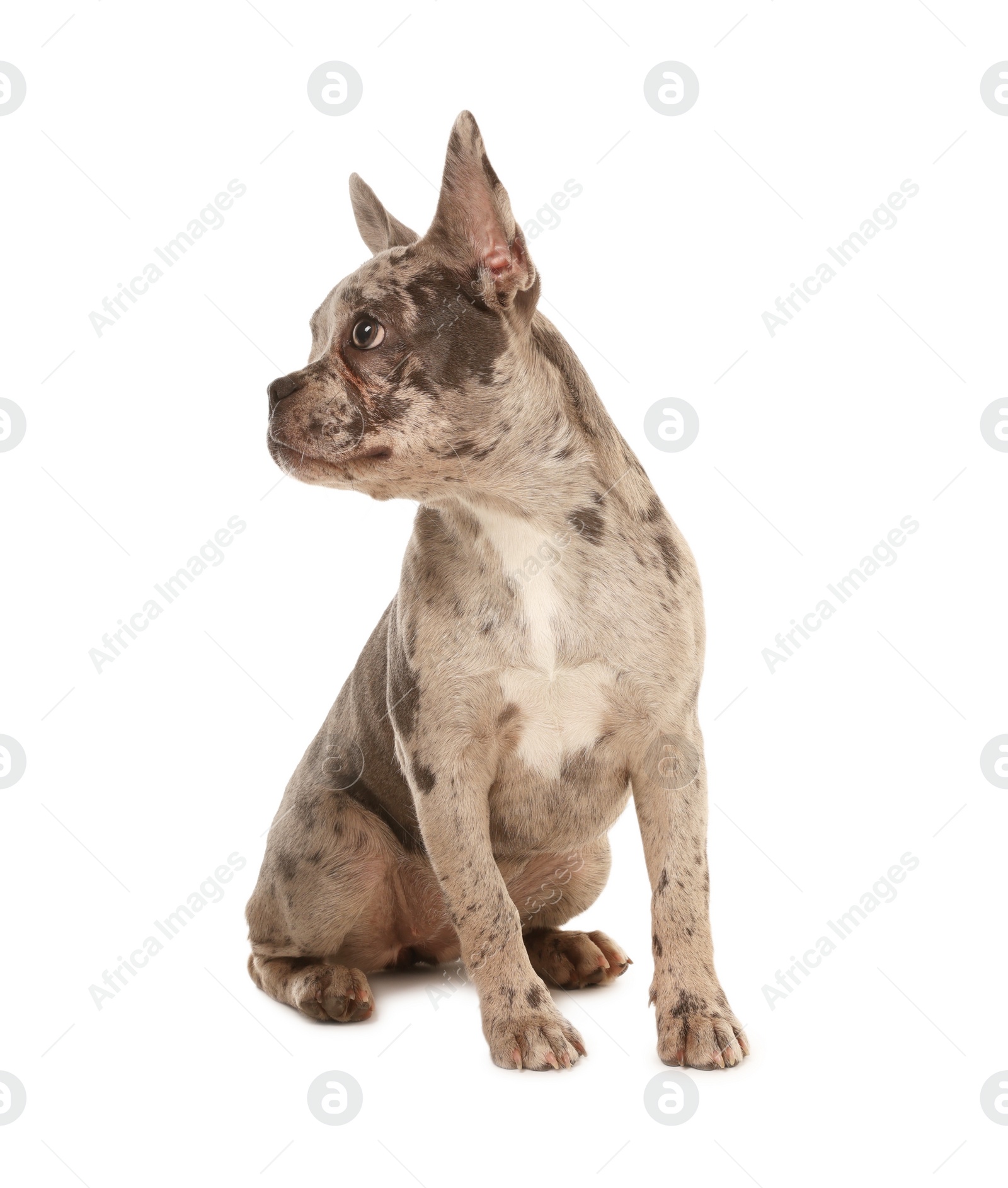 Photo of Cute French Bulldog sitting on white background