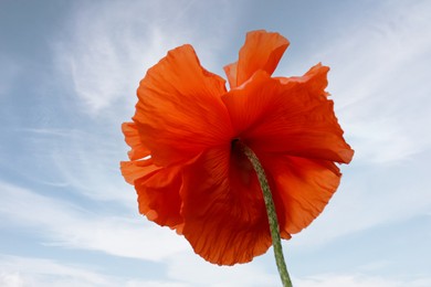 Beautiful bright red poppy flower against sky outdoors, closeup