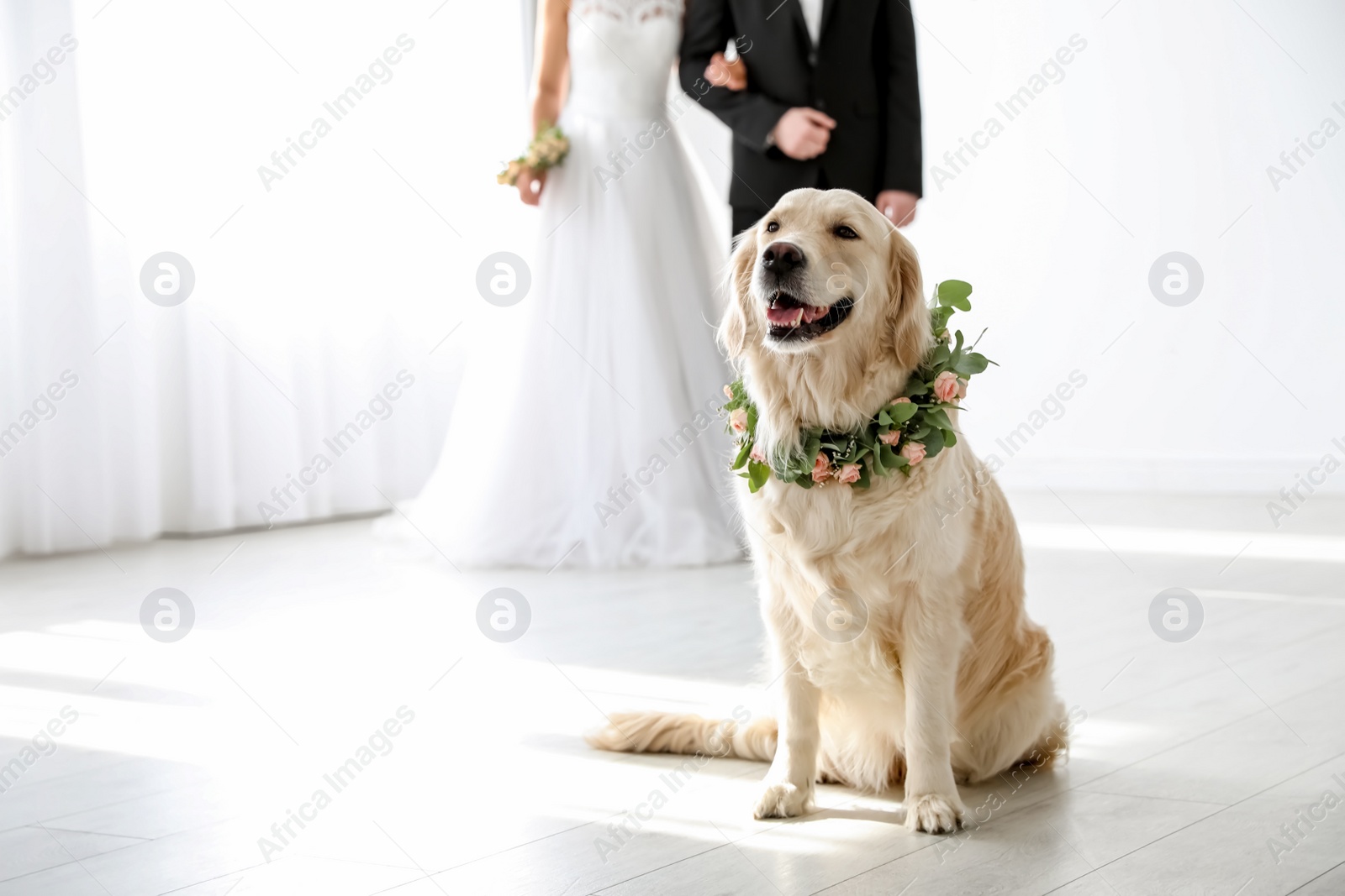 Photo of Adorable golden Retriever wearing wreath made of beautiful flowers on wedding