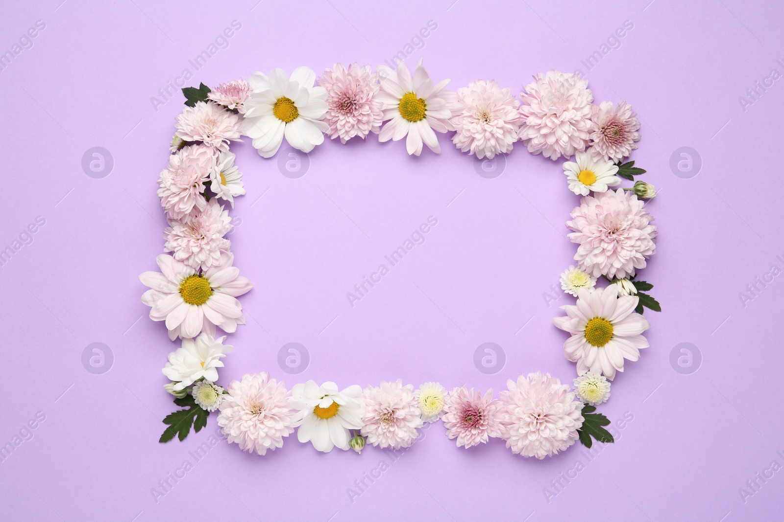 Photo of Frame made of beautiful chrysanthemum flowers on violet background, flat lay. Space for text