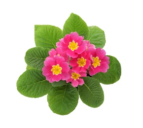 Photo of Beautiful potted primula flowers isolated on white, top view