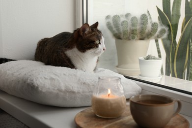 Cute cat on window sill at home. Adorable pet