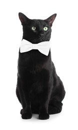 Image of Adorable black cat with bow tie on white background