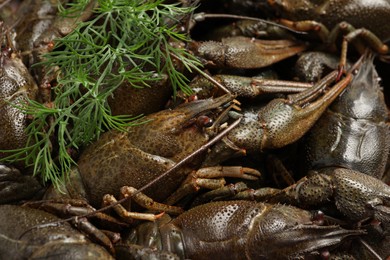 Photo of Heap of fresh raw crayfishes with dill as background, closeup