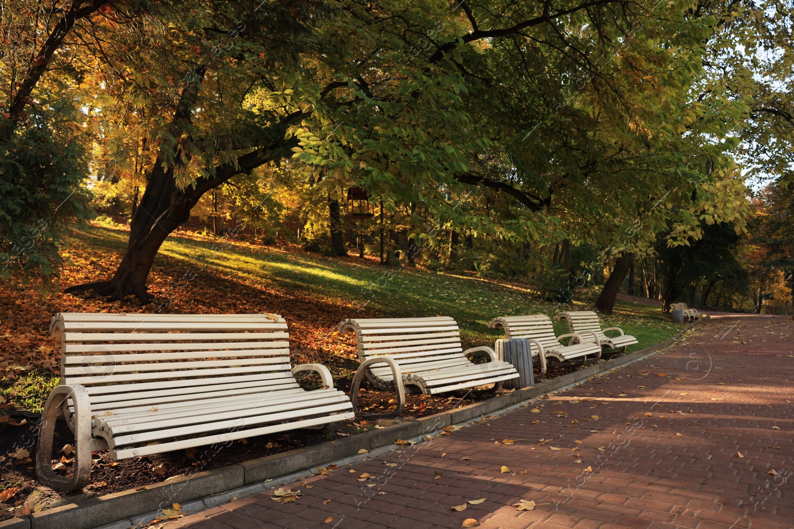 Photo of Beige wooden benches and yellowed trees in park