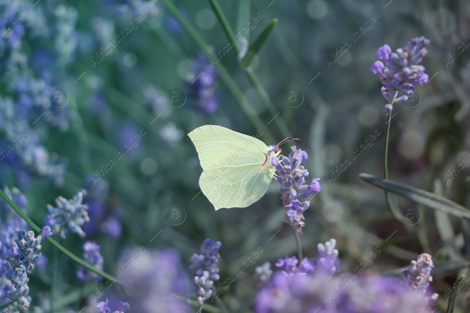 Photo of Beautiful butterfly in lavender field on summer day, closeup