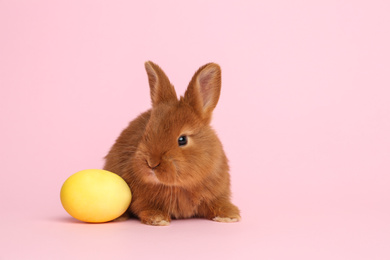 Photo of Adorable fluffy bunny and Easter egg on pink background