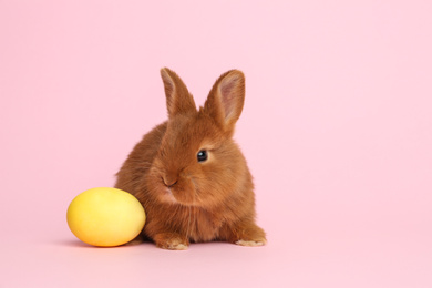 Adorable fluffy bunny and Easter egg on pink background