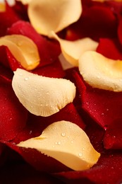 Pile of fresh rose petals with water drops as background, closeup