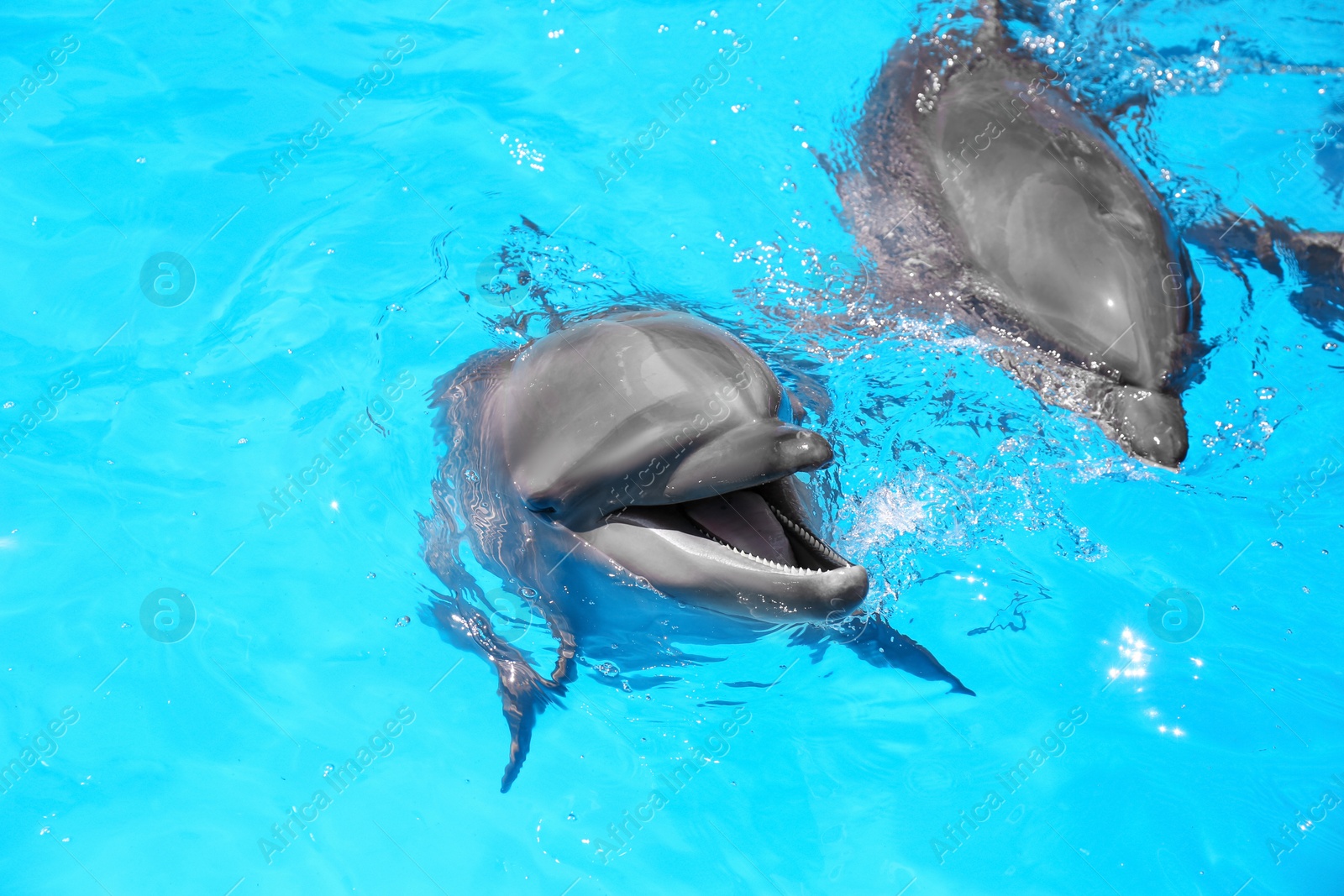 Photo of Dolphins swimming in pool at marine mammal park