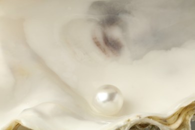 Open oyster with white pearl, closeup view