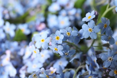 Photo of Beautiful forget-me-not flowers growing outdoors, closeup. Spring season