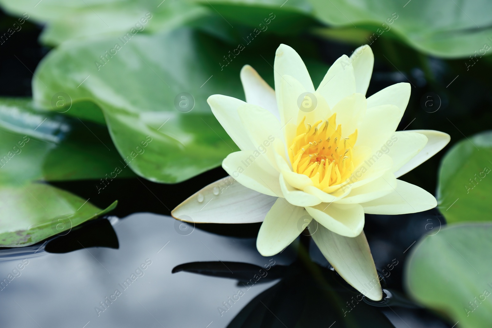 Photo of Beautiful white lotus flower and leaves in pond