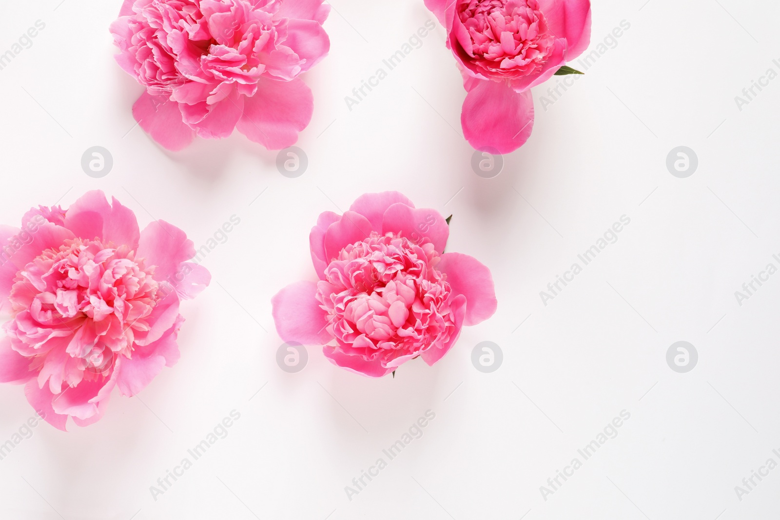 Photo of Beautiful peony flowers on white background, top view