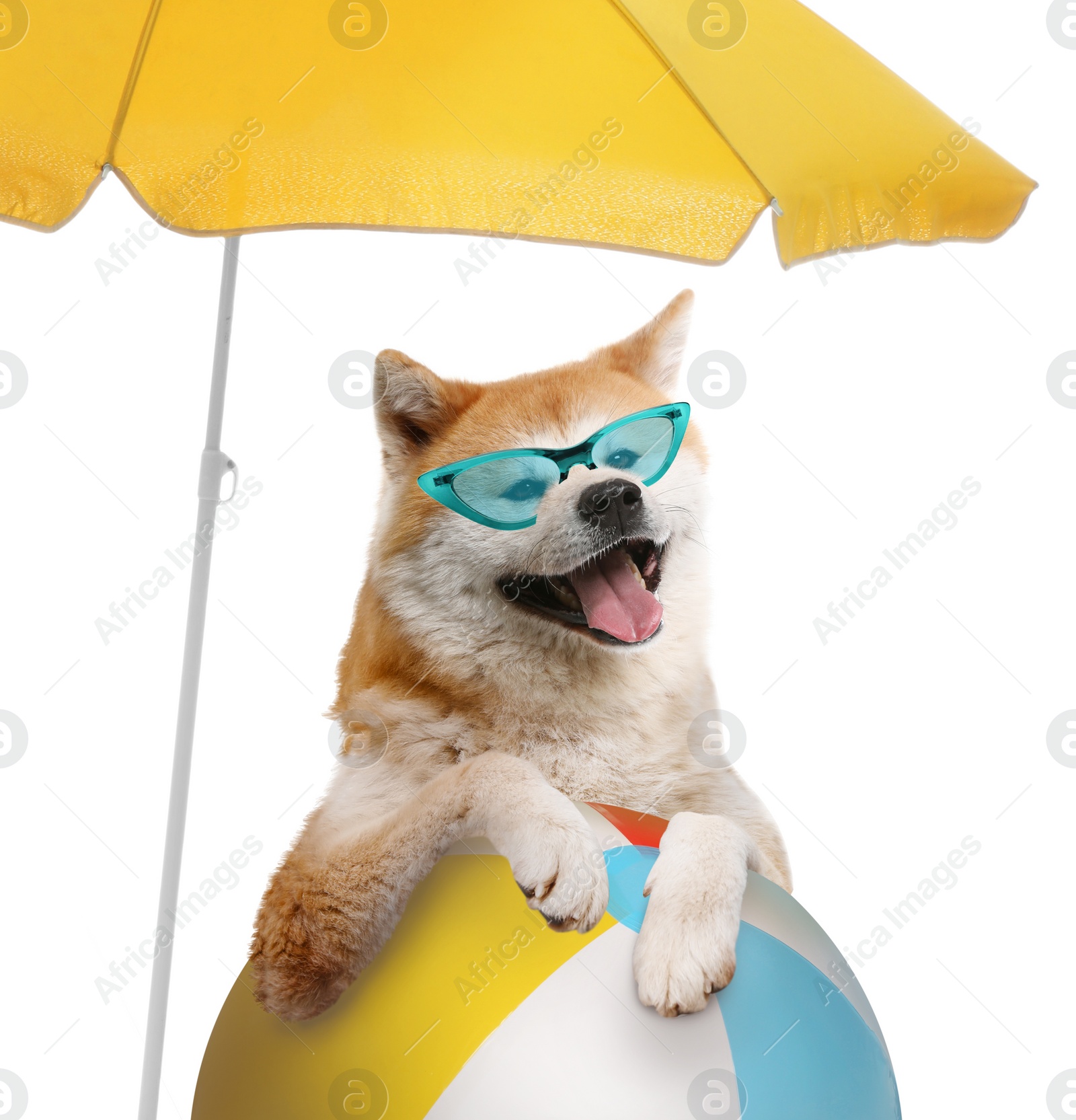 Image of Cute dog in sunglasses under beach umbrella on white background. Summer party