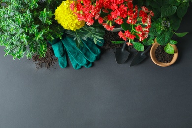 Photo of Flat lay composition with gardening tools and plants on black background