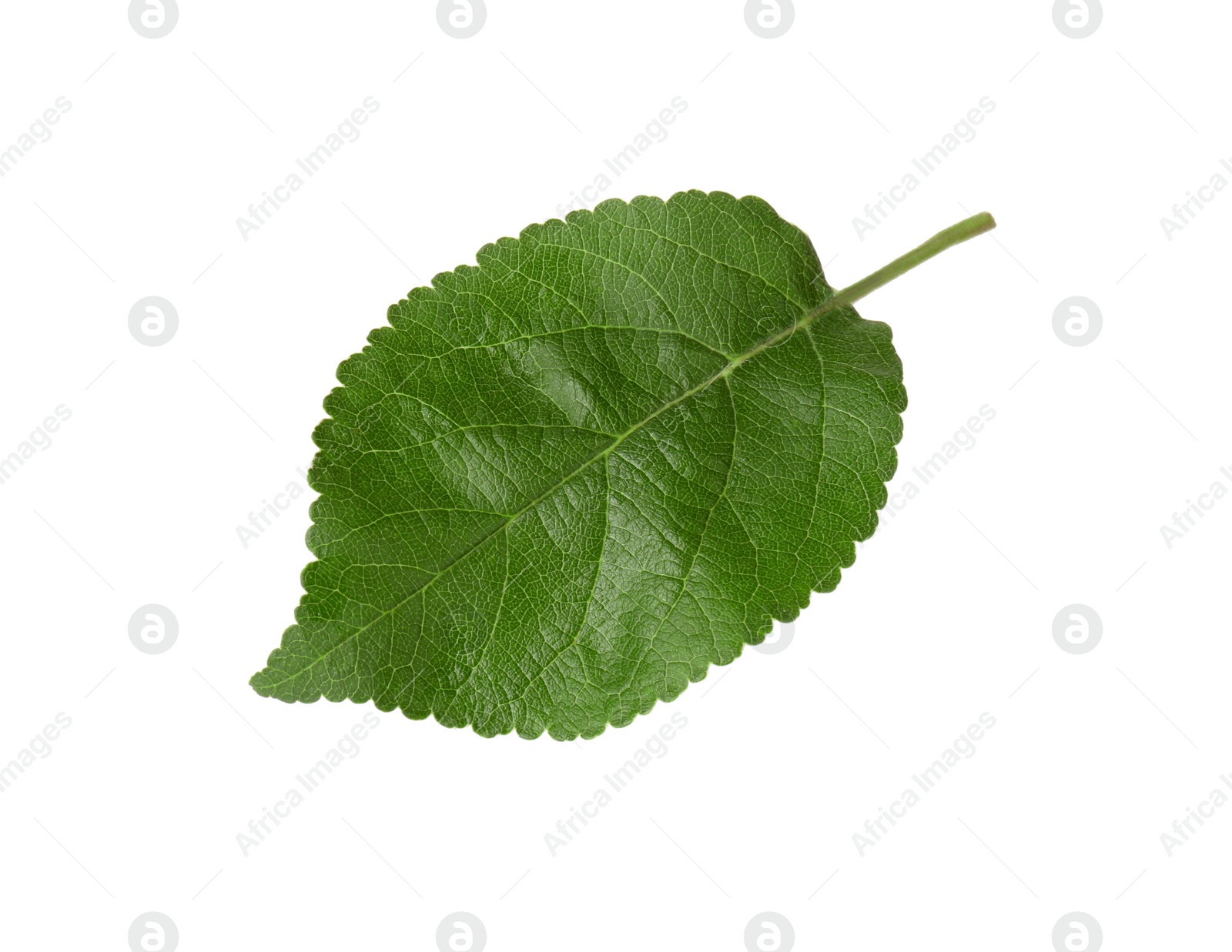 Photo of One fresh apple tree leaf isolated on white