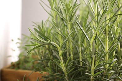 Aromatic green rosemary against blurred background, closeup