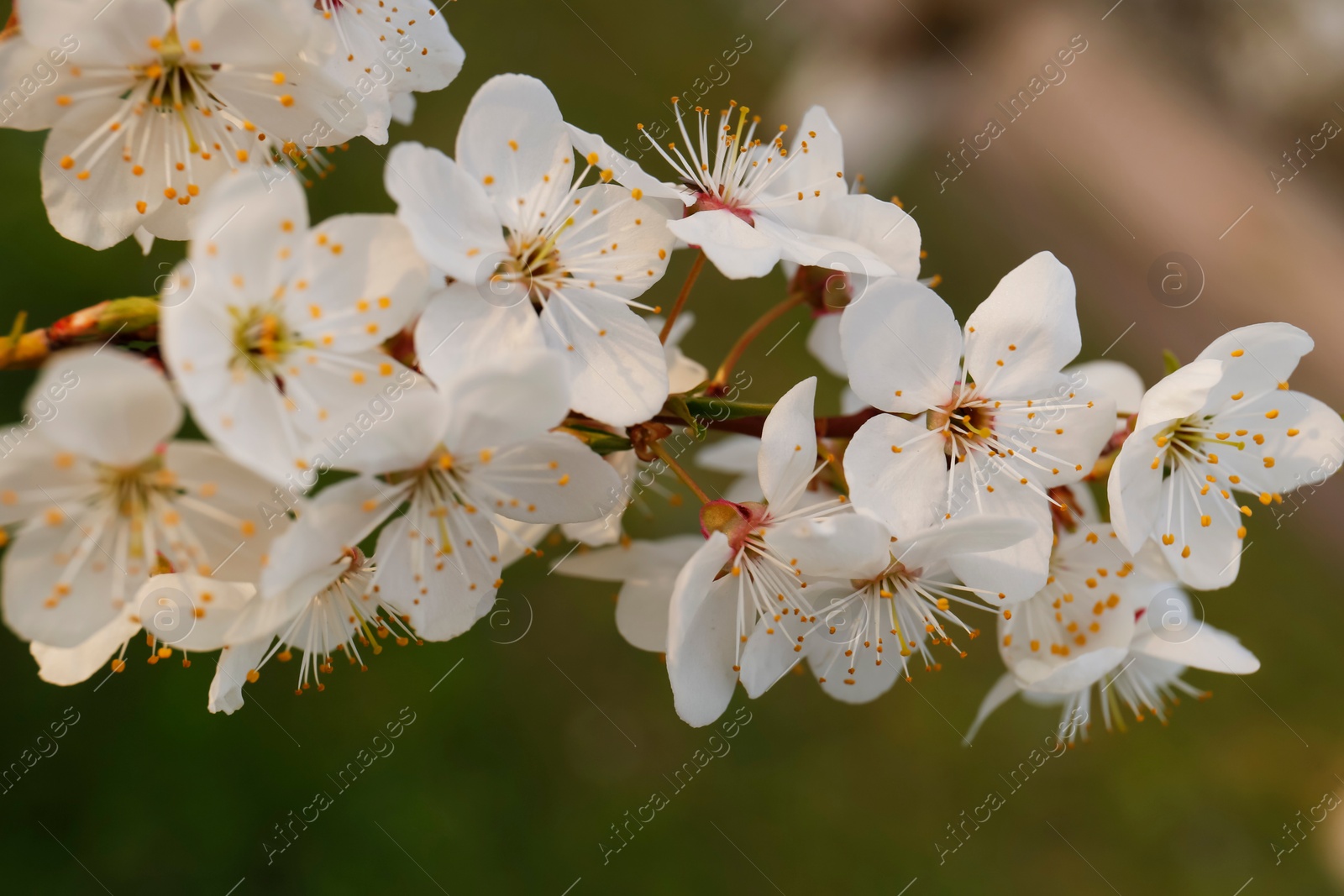 Photo of Branch of beautiful blossoming plum tree outdoors, closeup. Spring season