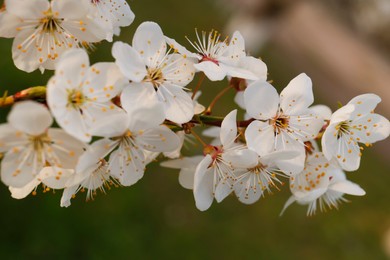 Photo of Branch of beautiful blossoming plum tree outdoors, closeup. Spring season