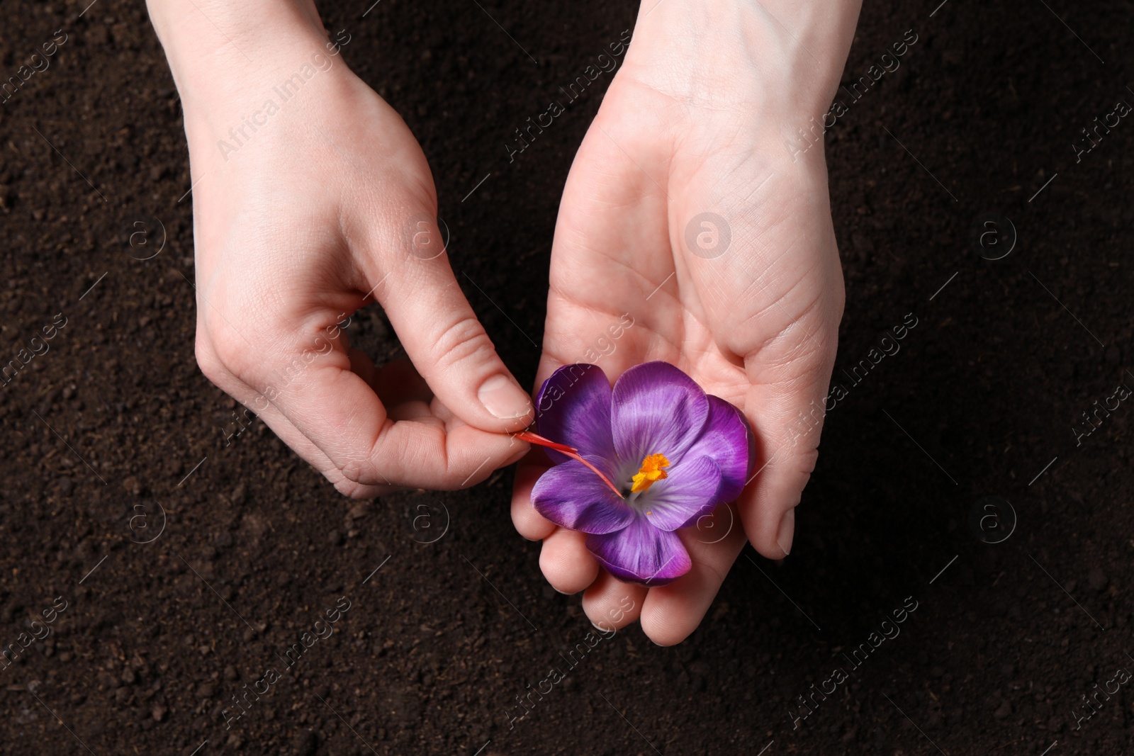 Photo of Woman with beautiful Saffron crocus flower outdoors, top view