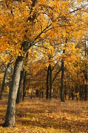 Photo of Beautiful view of autumn forest on sunny day