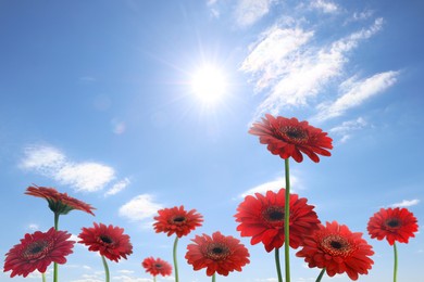 Image of Many red gerbera flowers under blue sky on sunny day