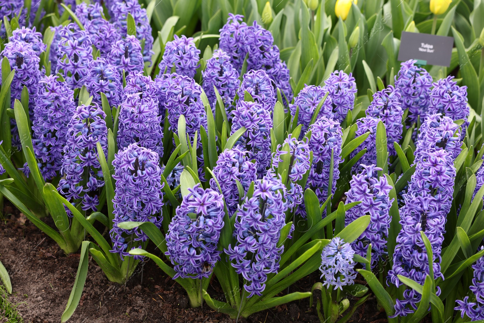 Photo of Beautiful hyacinth flowers growing outdoors, closeup view