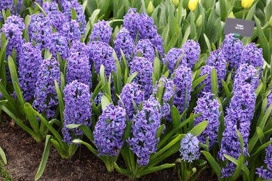 Photo of Beautiful hyacinth flowers growing outdoors, closeup view