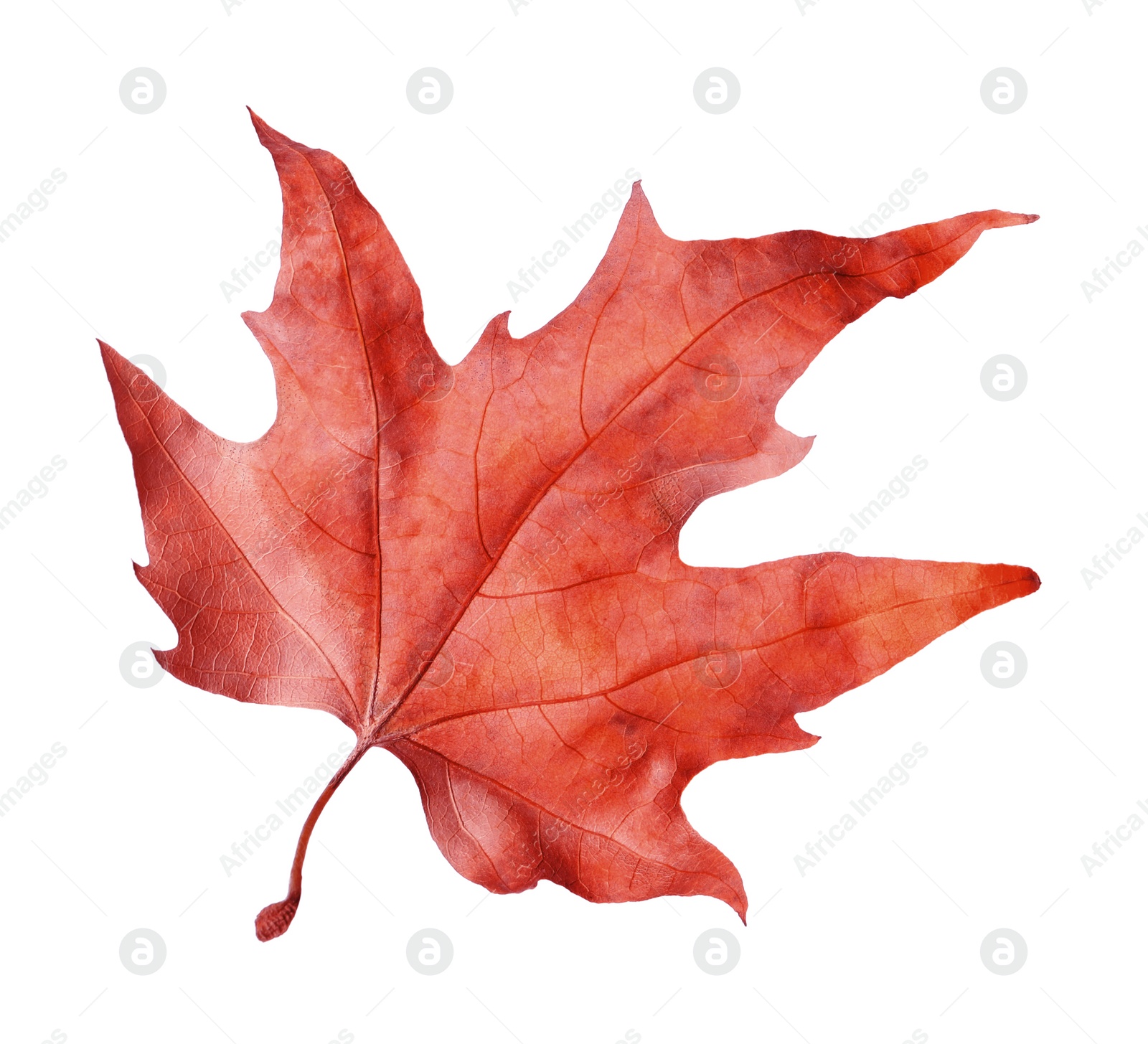 Image of Beautiful red maple leaf isolated on white. Autumn season