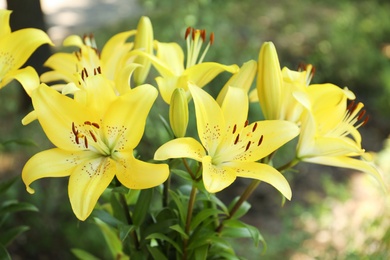 Beautiful blooming lily flowers in garden, closeup