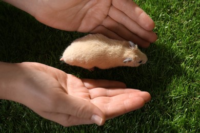 Photo of Woman with cute little hamster on green grass outdoors, above view