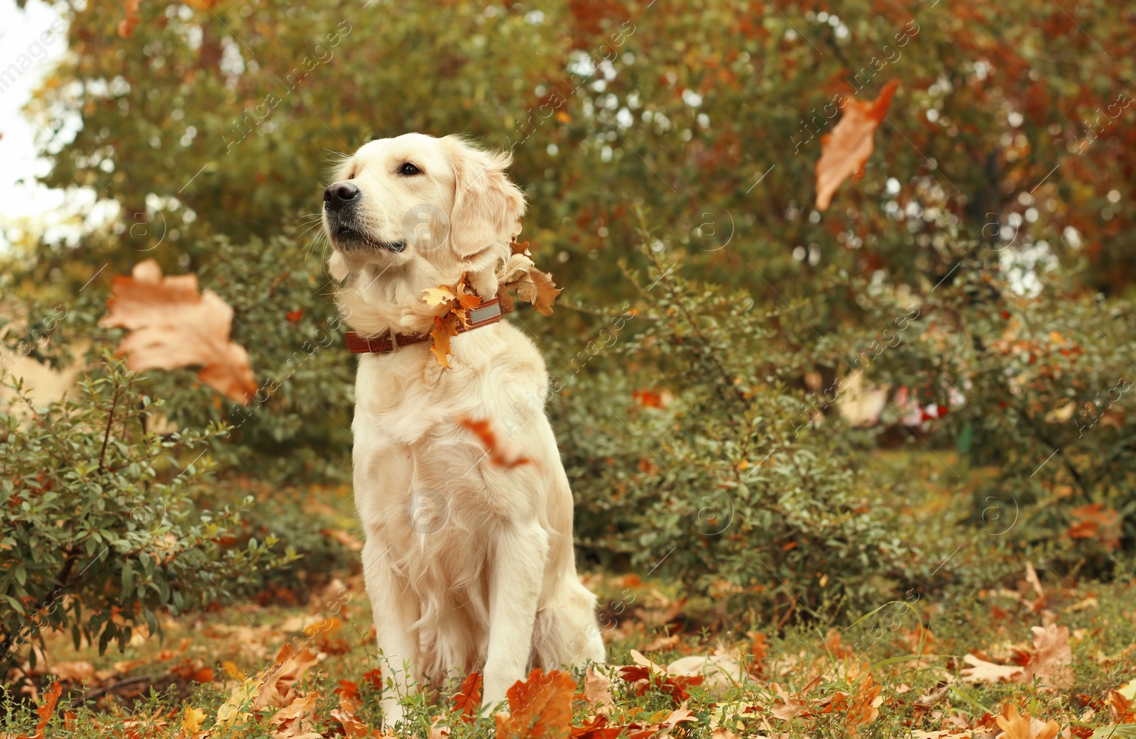 Photo of Funny Labrador Retriever and autumn leaves in beautiful park