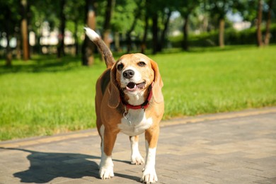 Photo of Cute Beagle on walkway in park. Dog walking