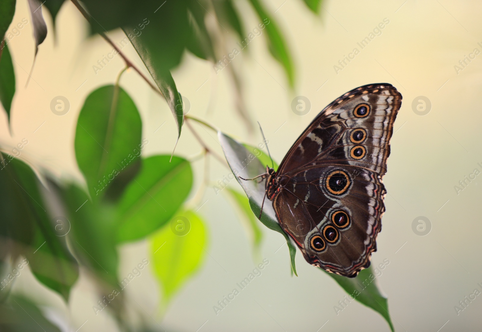 Photo of Beautiful Blue Morpho butterfly on green leaf