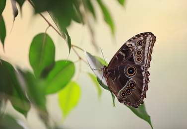 Beautiful Blue Morpho butterfly on green leaf