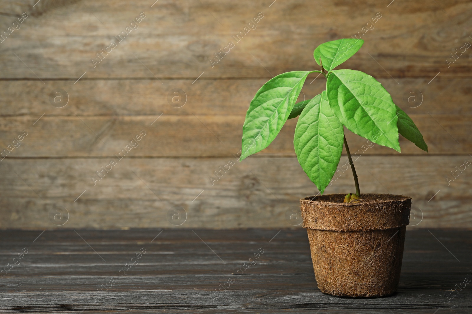 Photo of Young avocado sprout with leaves in peat pot on table against wooden background. Space for text