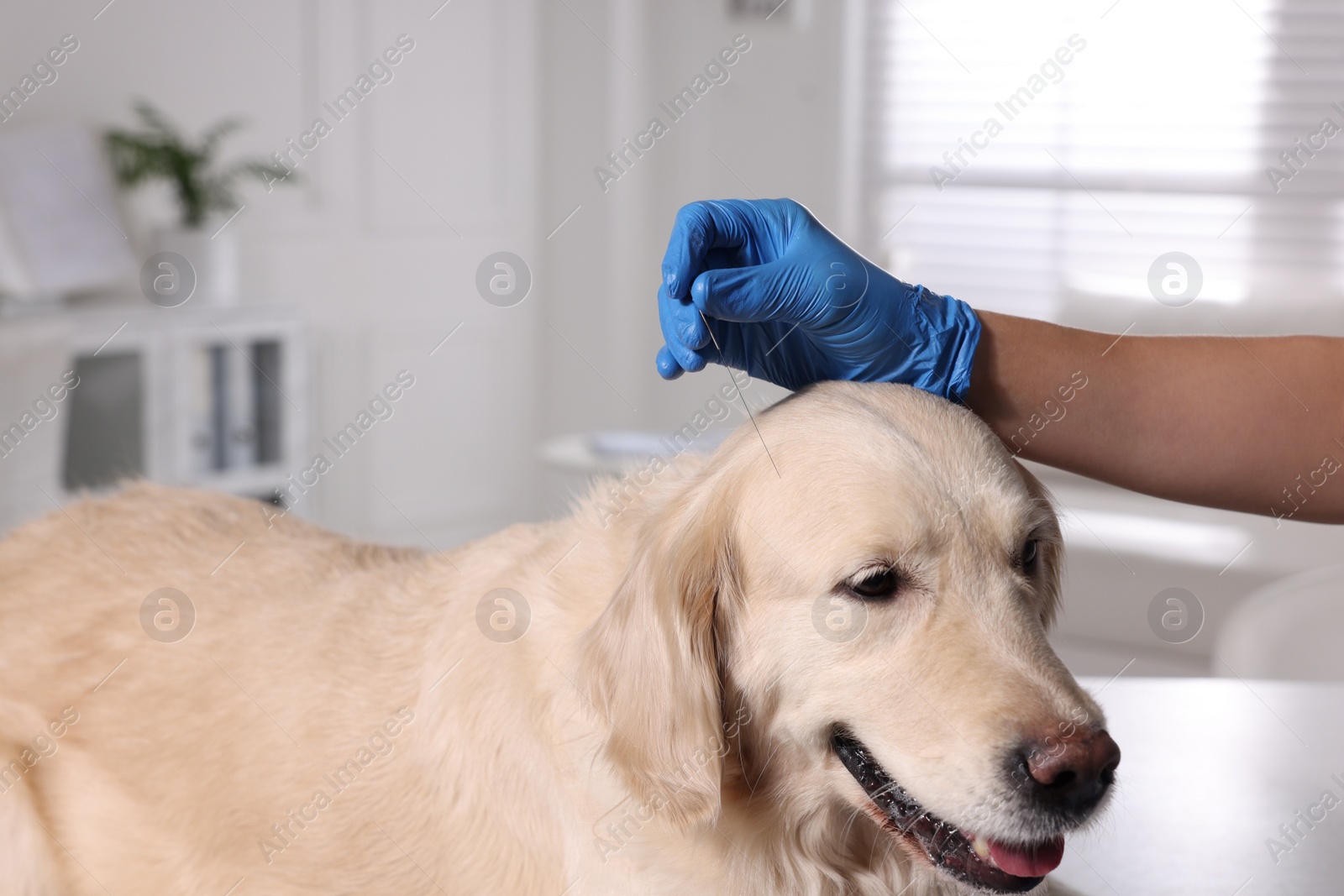 Photo of Veterinary holding acupuncture needle near dog's head in clinic, closeup. Animal treatment