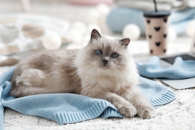 Cute cat lying on knitted sweater at home. Warm and cozy winter