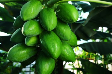 Photo of Unripe papaya fruits growing on tree outdoors, closeup view