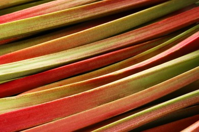 Photo of Many ripe rhubarb stalks as background, closeup
