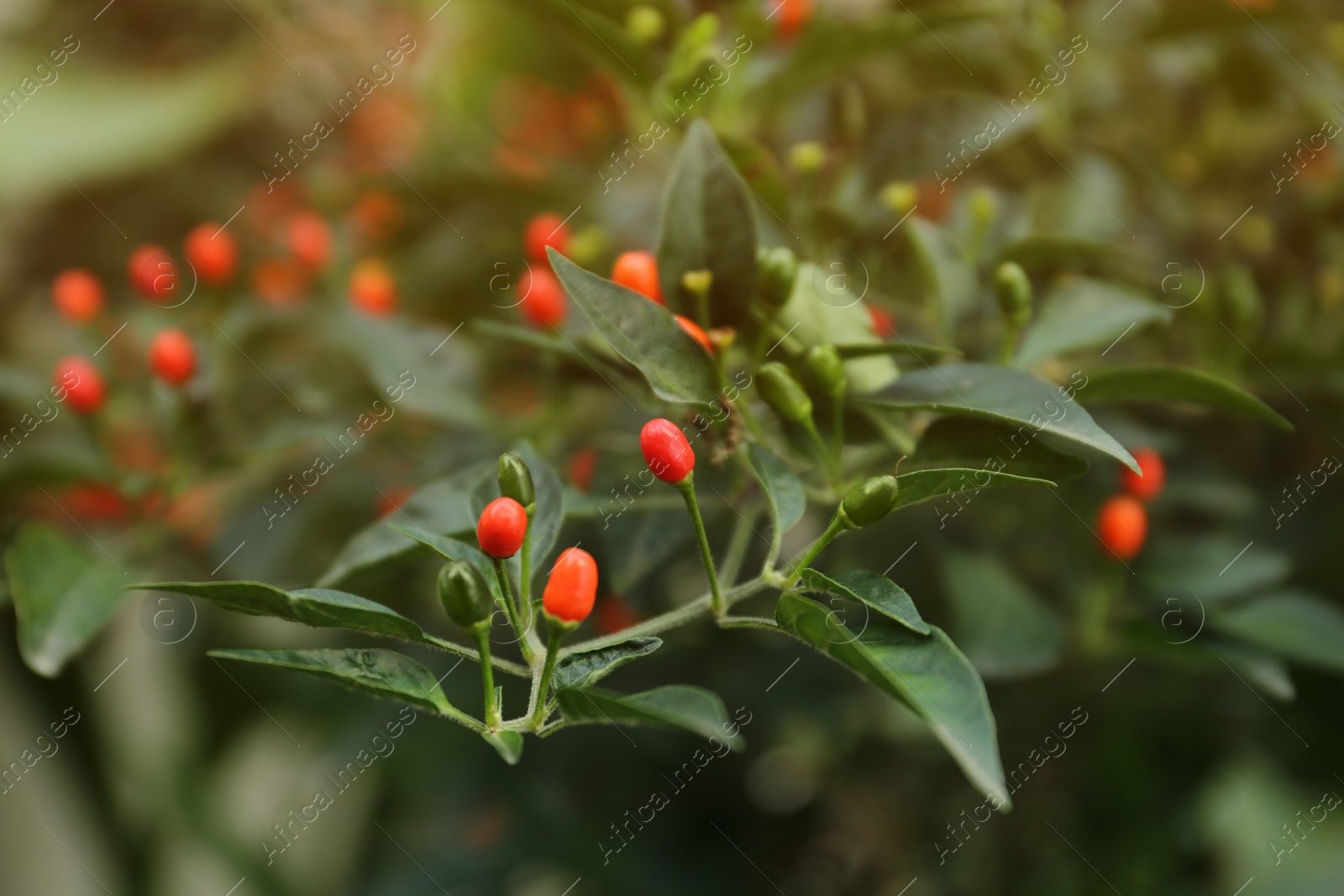 Photo of Chili pepper plant growing in garden outdoors, closeup