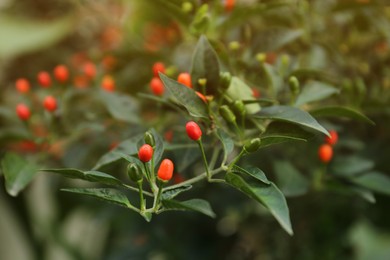 Chili pepper plant growing in garden outdoors, closeup