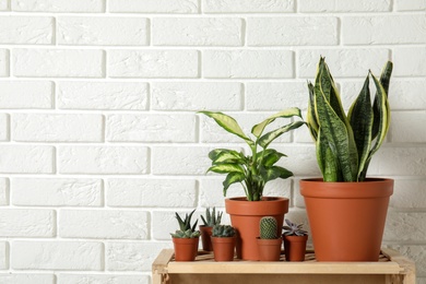 Photo of Potted home plants on wooden crate against brick wall. Space for text