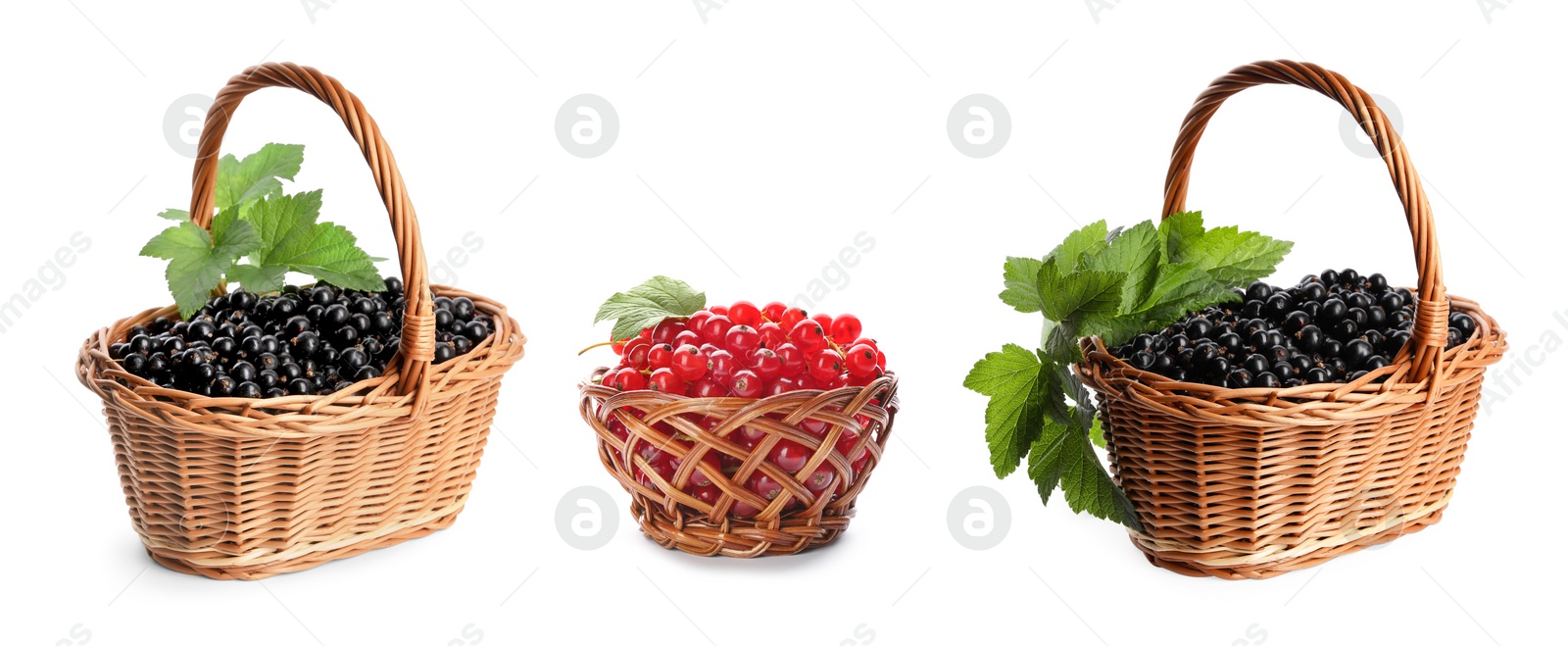 Image of Fresh red and black currants in wicker baskets on white background, collection