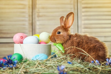 Photo of Adorable Easter bunny and box with dyed eggs on straw